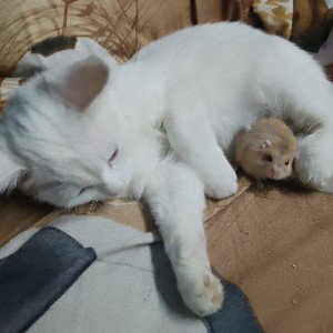 я знаю что я новоч но я всего добьюсь
