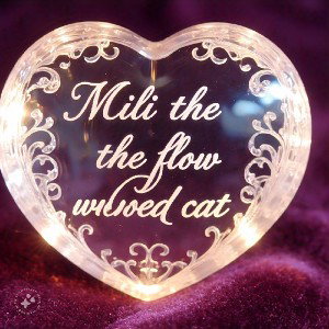 el gato viudo del maestro chava flores by Mili the flow men 