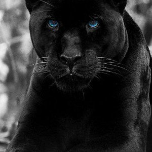 Panther