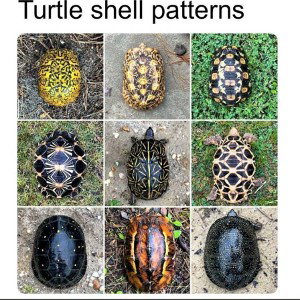 turtle shell patterns