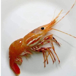 shrimp boss #1