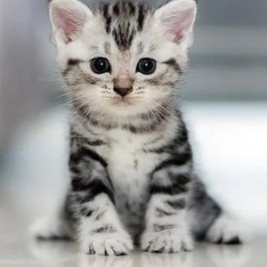 Miaow