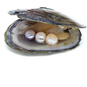 The Oysters Pearl