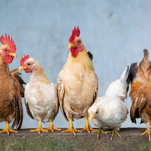 old chicken rappers #chickenrappers🍗🍗