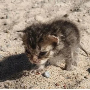бедный котёнок на мусорке