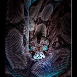 dark side 