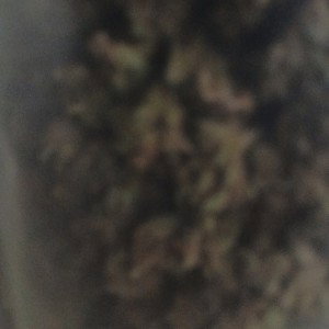 PreRoll