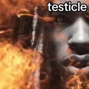 testicle