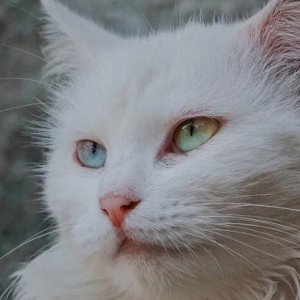 умер кот