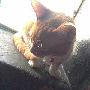 gatitos al ataque 