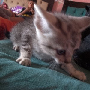 los gatos en acción 