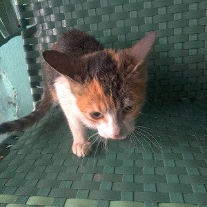 la nueva gatita 