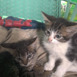los dos nuevos gatitos 😼 más acción