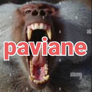paviane (solo)