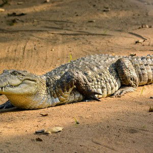 crocodile 