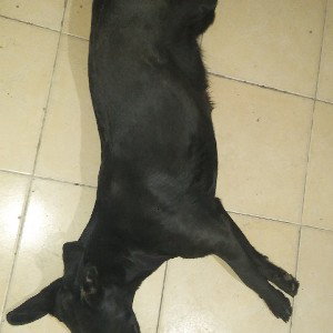 La vida de un perro
