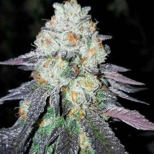 Club gang fit xanax plug |Mark mef|og trappa