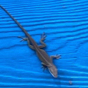 My little lizard