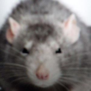 big Diddy rat