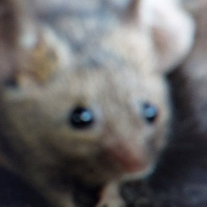 rat VS mouse 