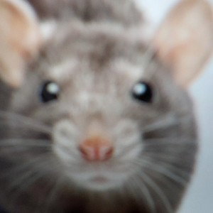 Big Alpha rat