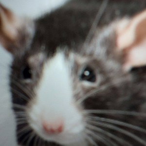 alpha Fat Rattg