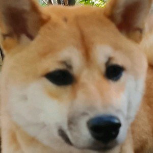 что такое рэп