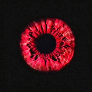 Rabbit Eye
