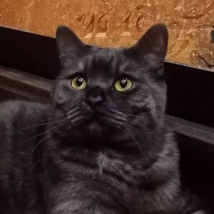 прикольная песня