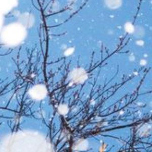 neige 🌨 