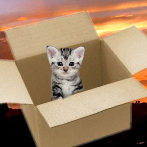 Cat in the box 