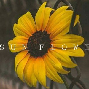 Sunflower (11:05:18)