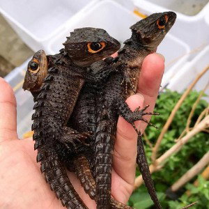 Dragons.