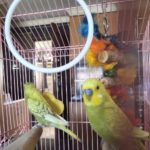 rio&rea