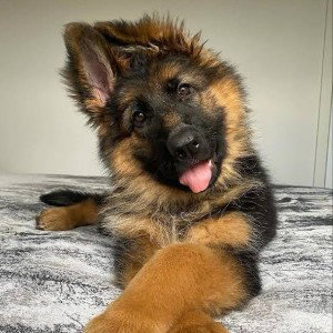 doggo vibe