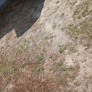 throwing rocks