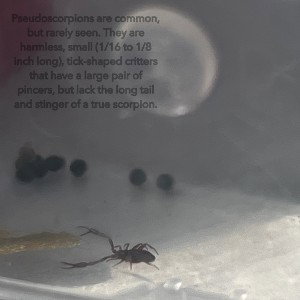 psuedoscorpion