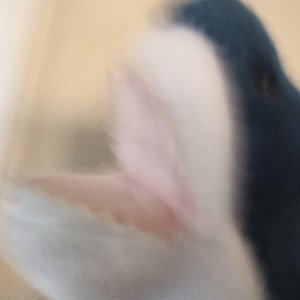 Sharky is a Puppet