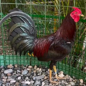 esos gallo no salen