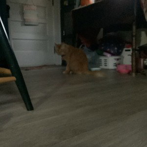 rappp