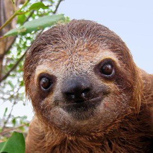 sloth-nest