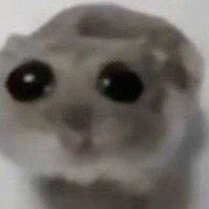 Hamster i n the thown