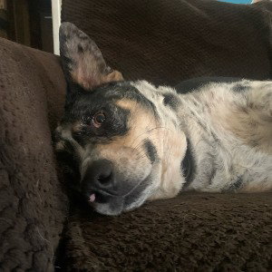 goofy shit