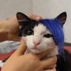 дисс на котят.