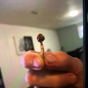 Super Mushroom 🍄 Bros Freestyle featuring Realistik