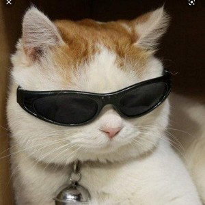 реп кота