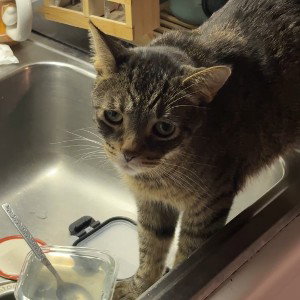Sushi get out the sink