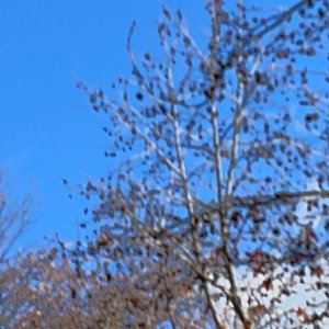 prova e riprova è la tua  sarà fama