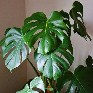 Planta verde, planta.