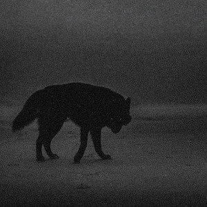 Lonewolf 🐺 